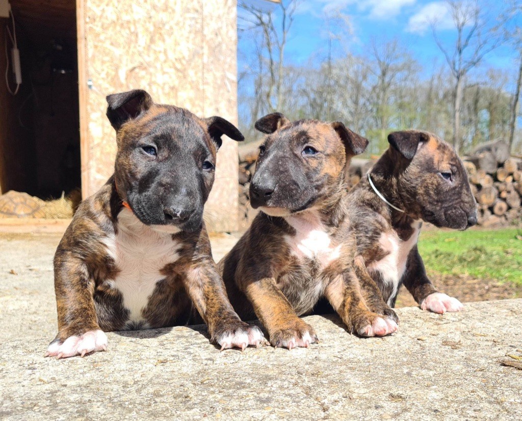 chiot Bull Terrier Des Bulls Love Of Life