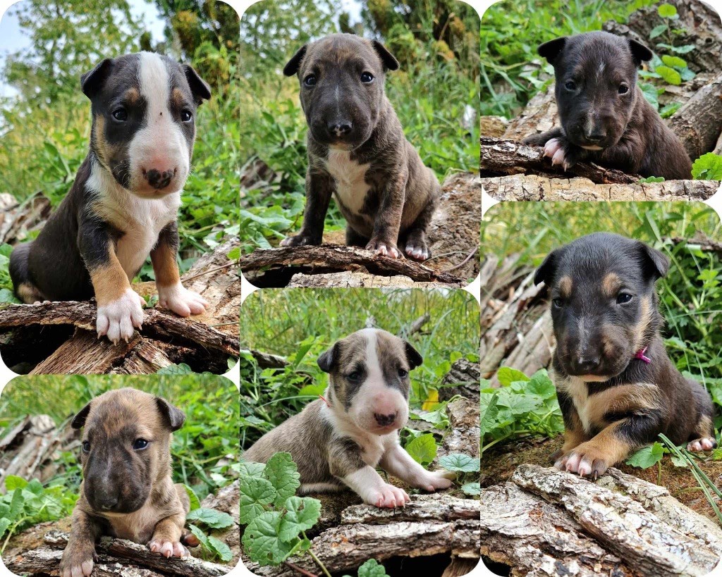 chiot Bull Terrier Des Bulls Love Of Life