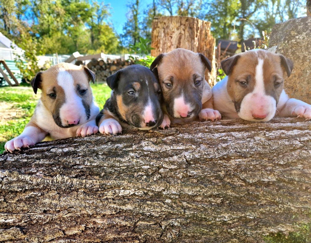 chiot Bull Terrier Des Bulls Love Of Life