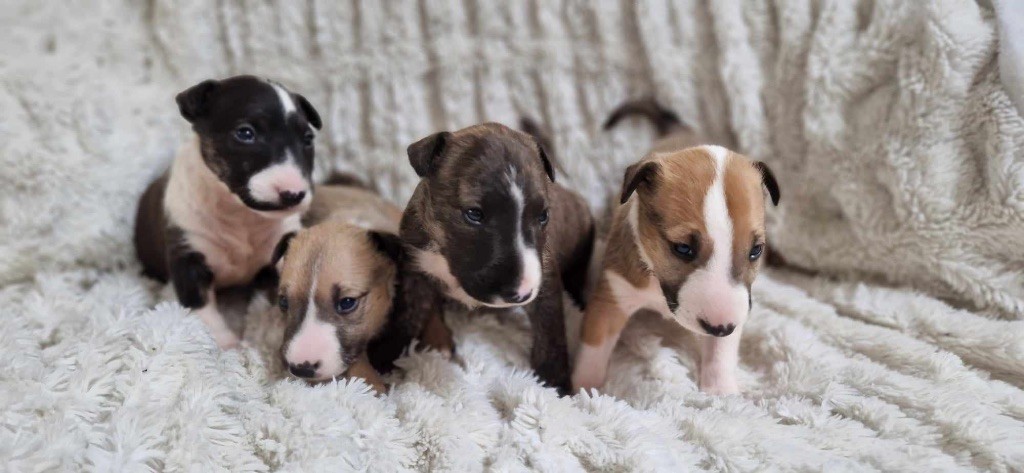 chiot Bull Terrier Des Bulls Love Of Life