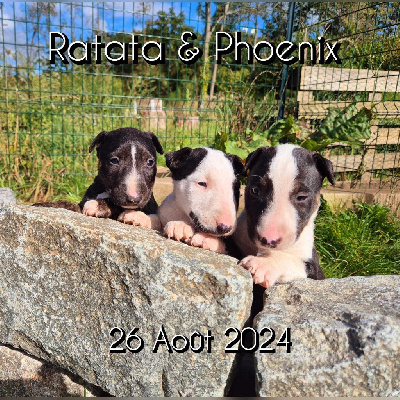 Des Bulls Love Of Life - Bull Terrier - Portée née le 26/08/2024