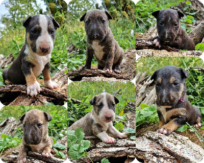 Des Bulls Love Of Life - Bull Terrier - Portée née le 12/06/2023