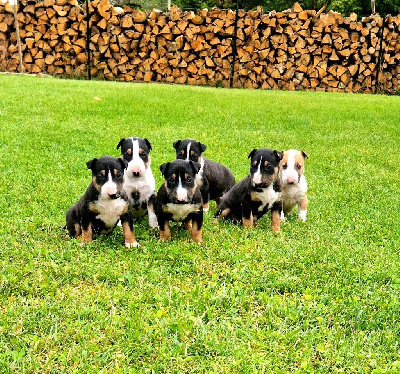 Des Bulls Love Of Life - Bull Terrier - Portée née le 16/05/2024