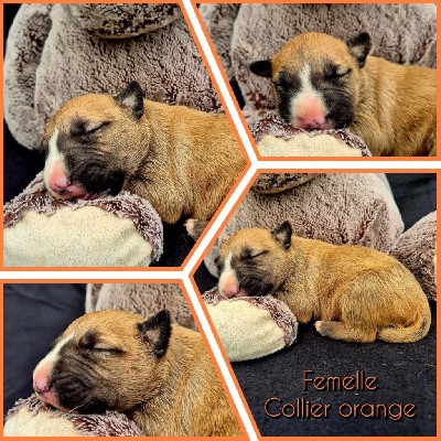 Baby's collier orange