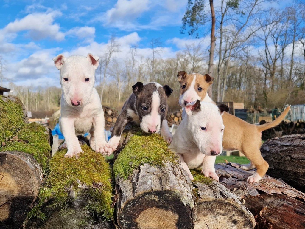 chiot Bull Terrier Des Bulls Love Of Life