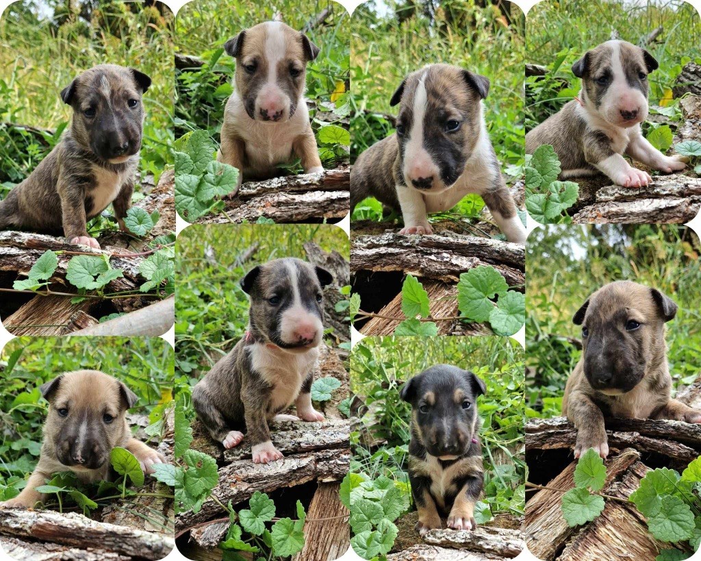 chiot Bull Terrier Des Bulls Love Of Life