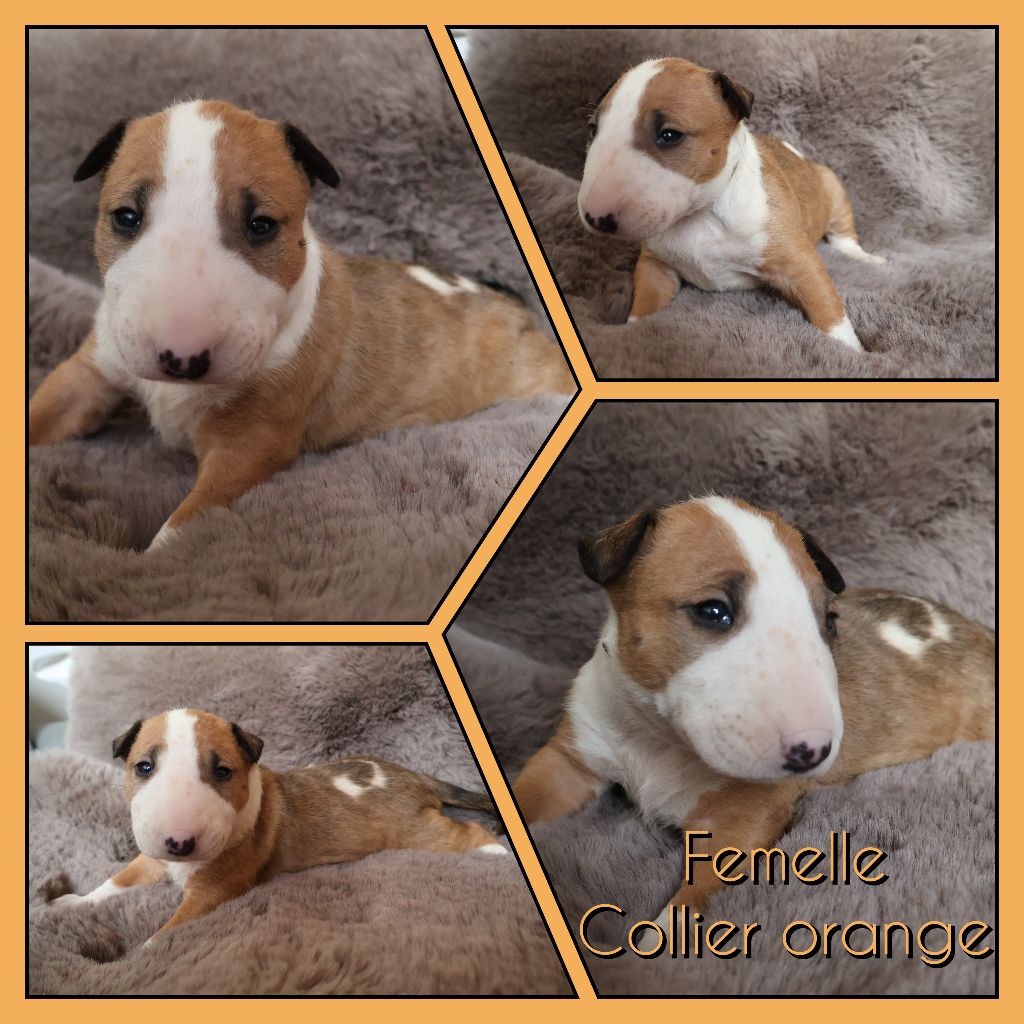 Des Bulls Love Of Life - Chiots disponibles - Bull Terrier