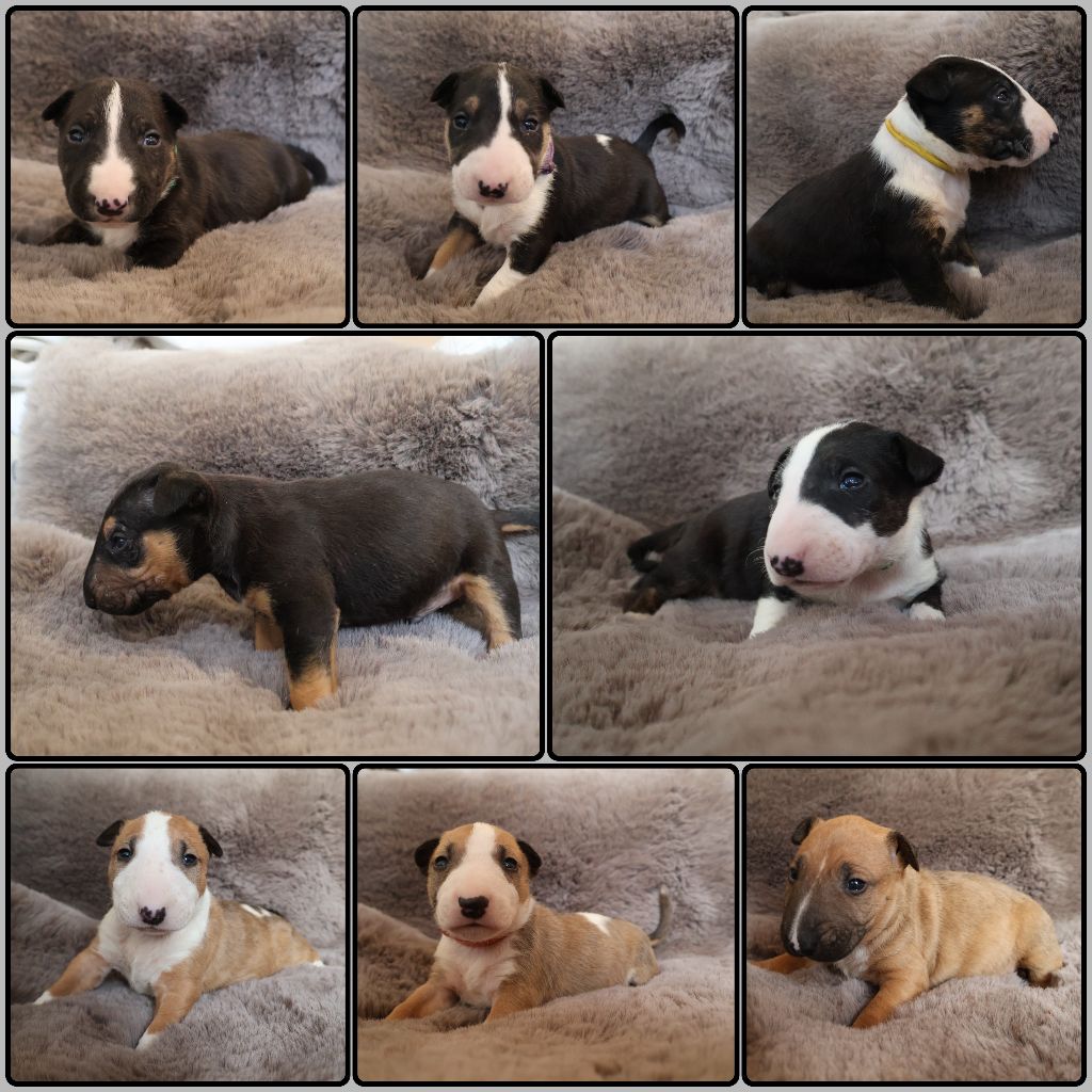 Des Bulls Love Of Life - Bull Terrier - Portée née le 15/11/2025