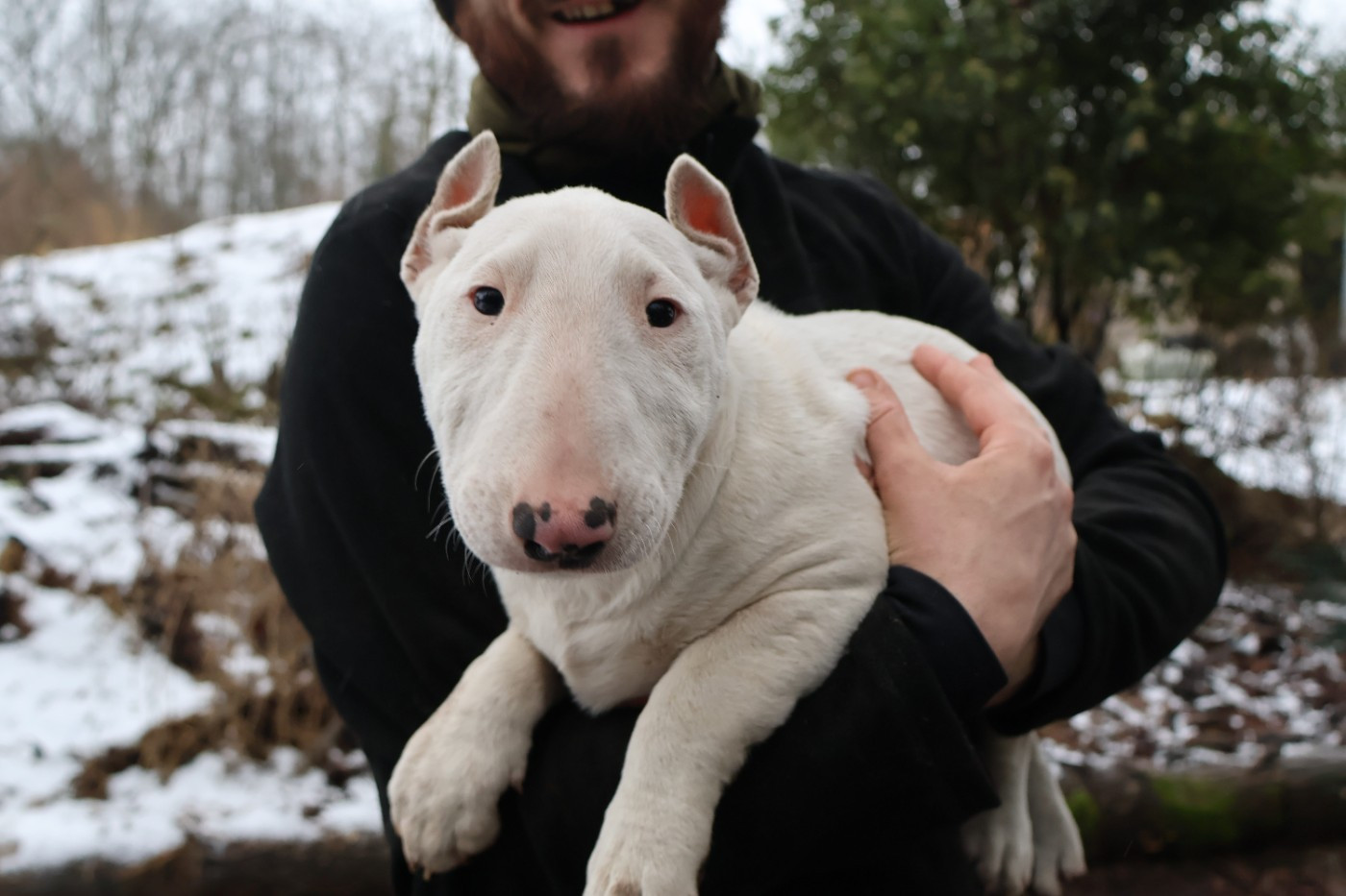 Des Bulls Love Of Life - Bull Terrier - Portée née le 24/09/2025
