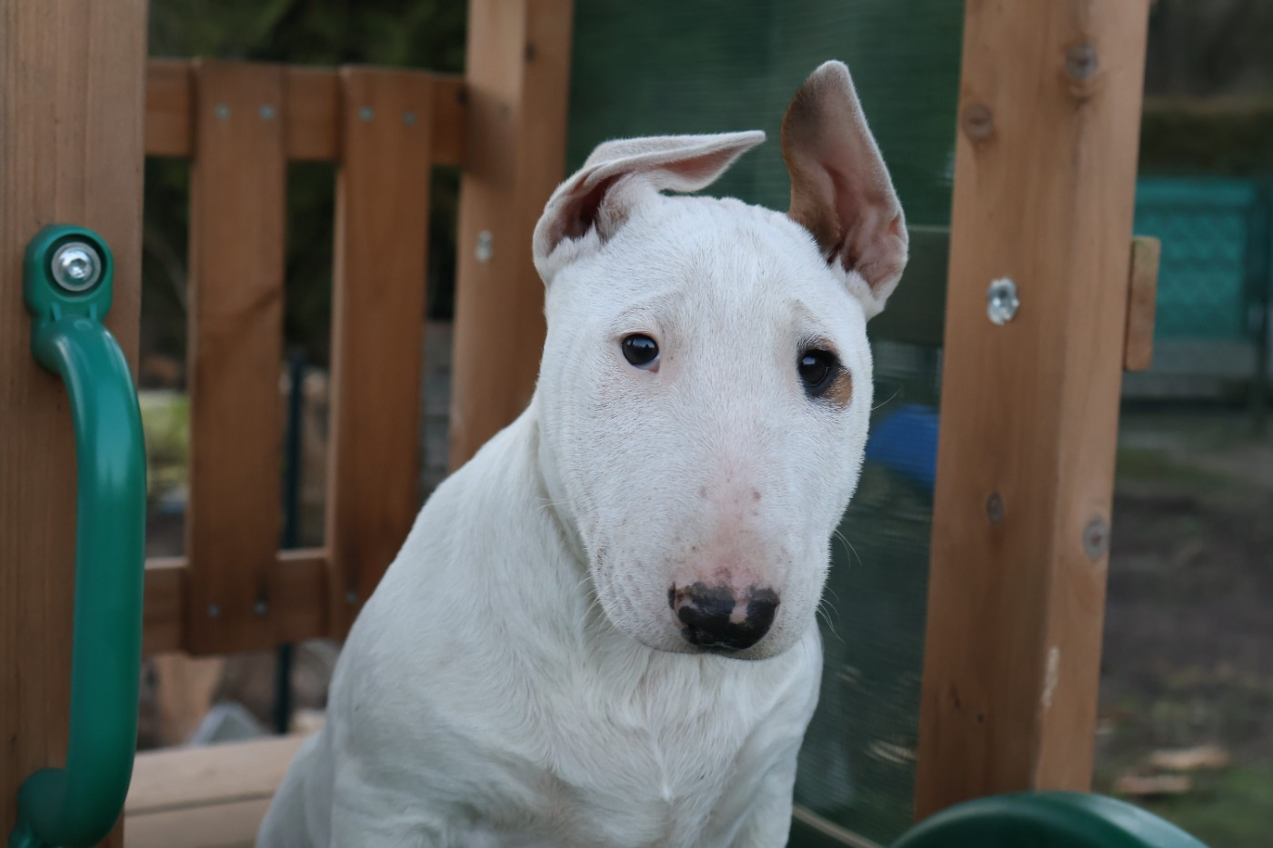 Des Bulls Love Of Life - Chiots disponibles - Bull Terrier