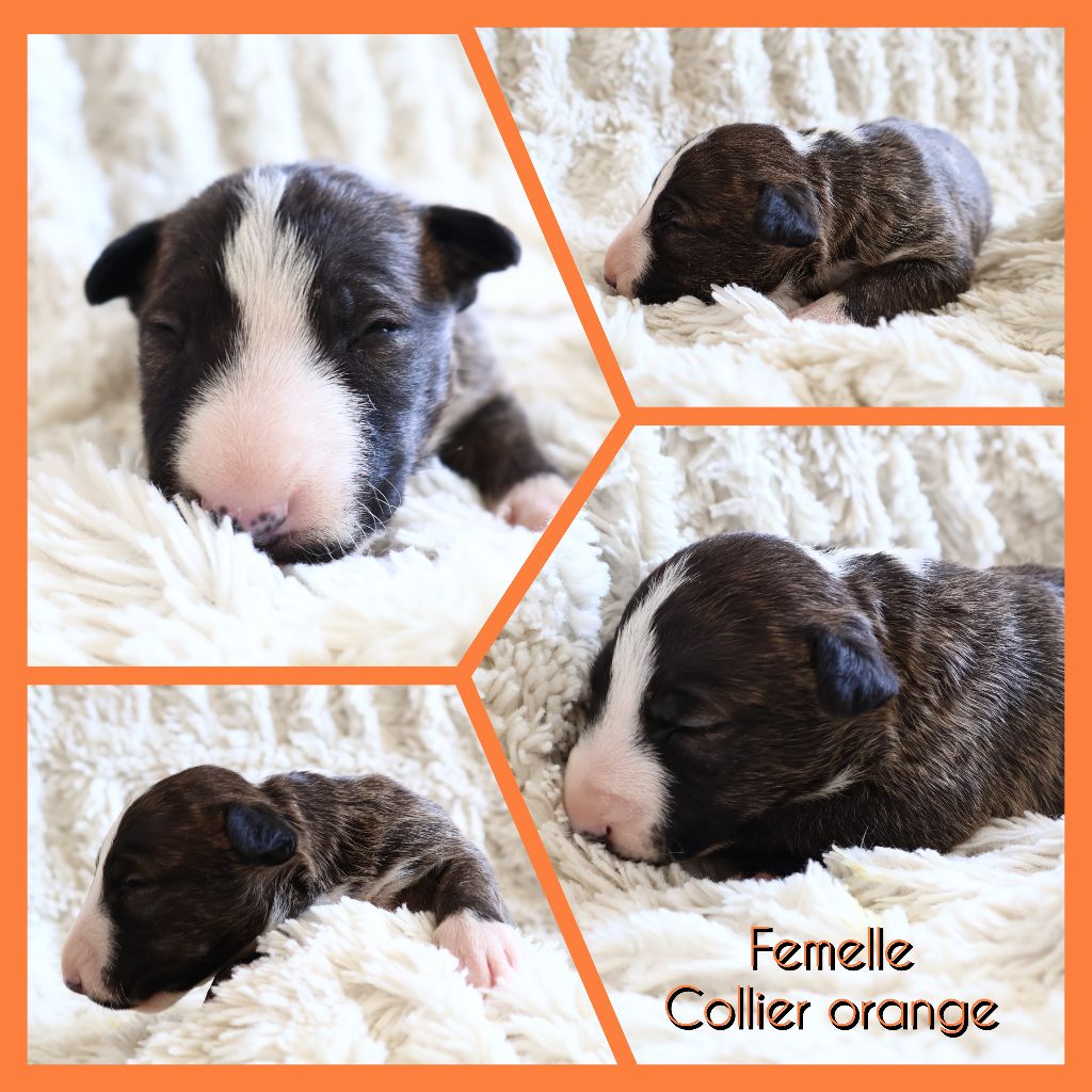 Des Bulls Love Of Life - Chiots disponibles - Bull Terrier