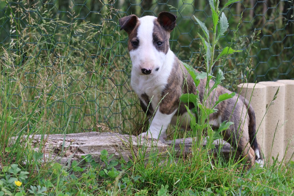 Des Bulls Love Of Life - Chiots disponibles - Bull Terrier