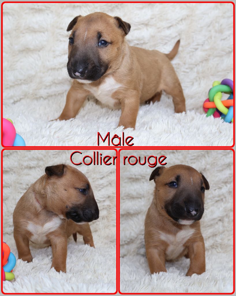 Des Bulls Love Of Life - Chiots disponibles - Bull Terrier