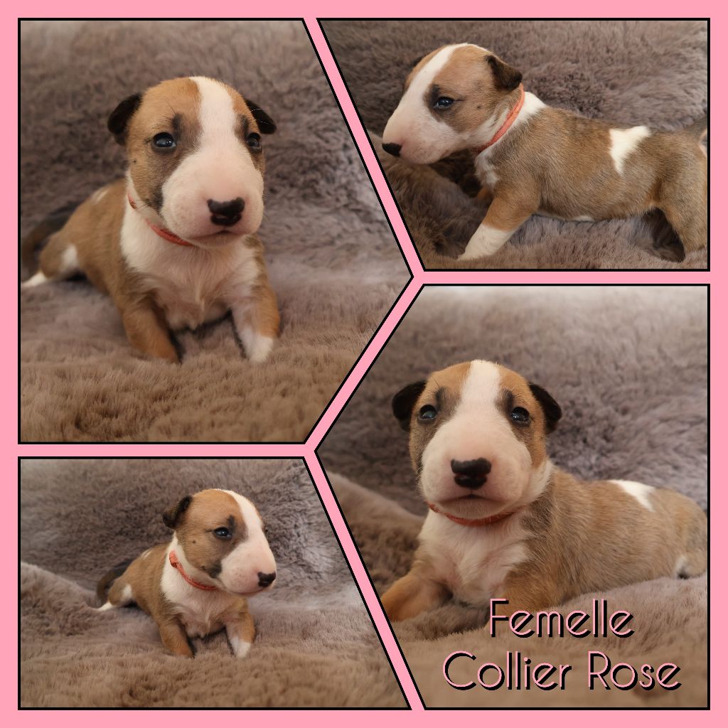 Des Bulls Love Of Life - Chiots disponibles - Bull Terrier