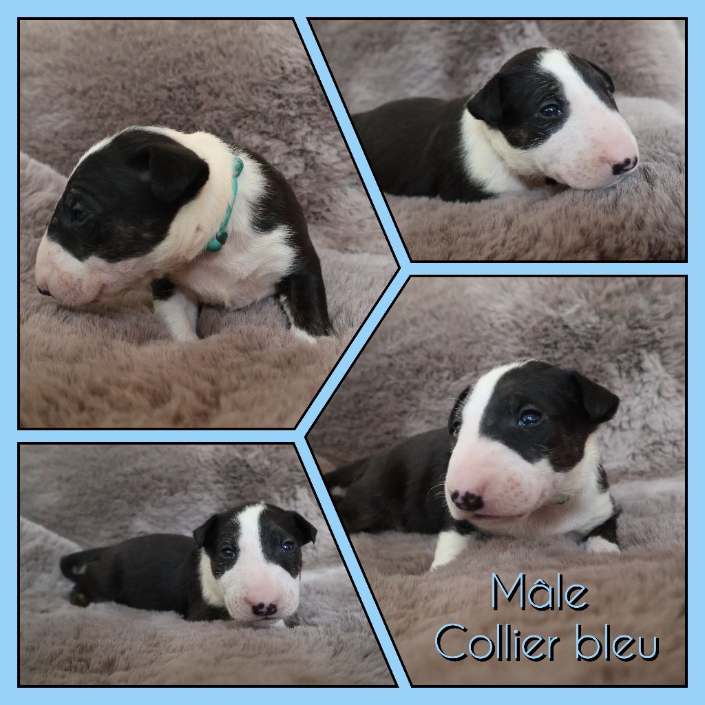 Des Bulls Love Of Life - Chiots disponibles - Bull Terrier
