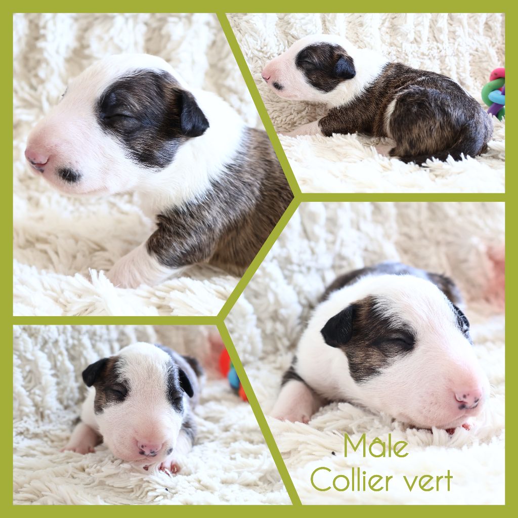 Des Bulls Love Of Life - Chiots disponibles - Bull Terrier