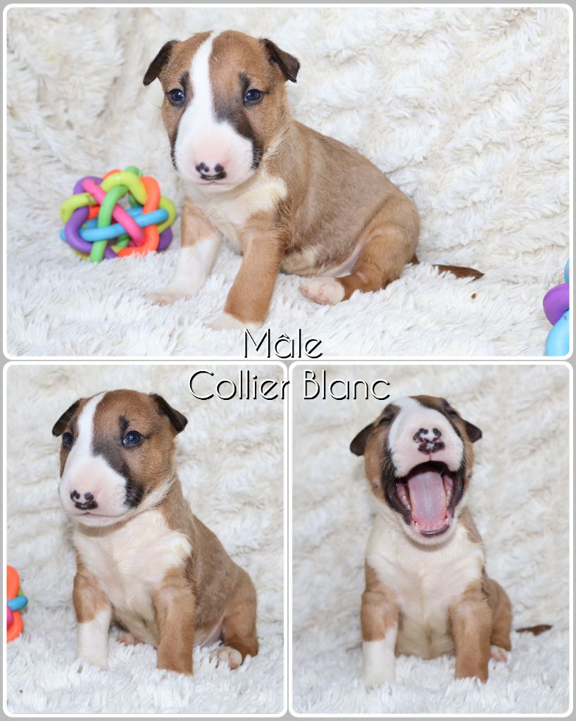 Des Bulls Love Of Life - Chiots disponibles - Bull Terrier