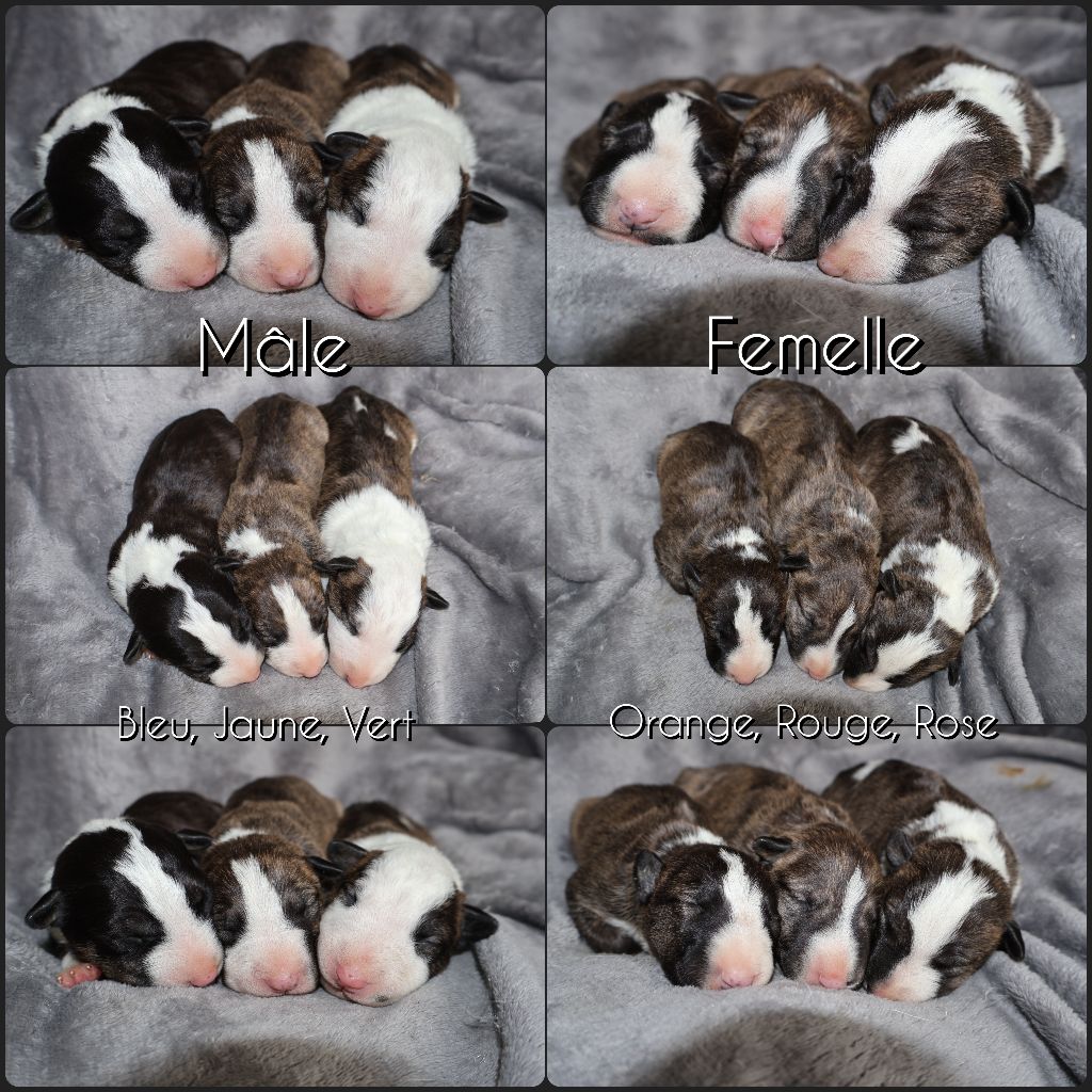 Chiot Bull Terrier Des Bulls Love Of Life