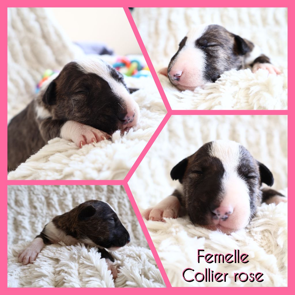 Des Bulls Love Of Life - Chiots disponibles - Bull Terrier