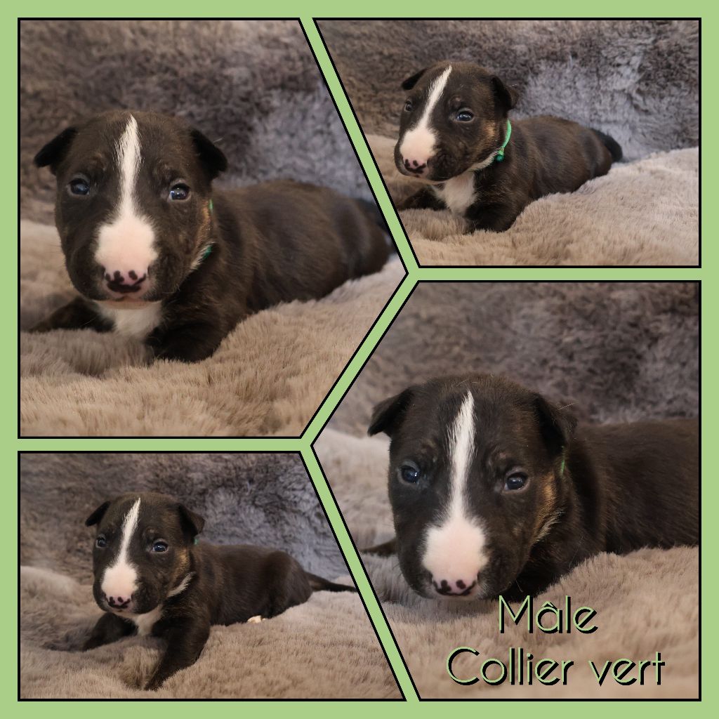 Des Bulls Love Of Life - Chiots disponibles - Bull Terrier