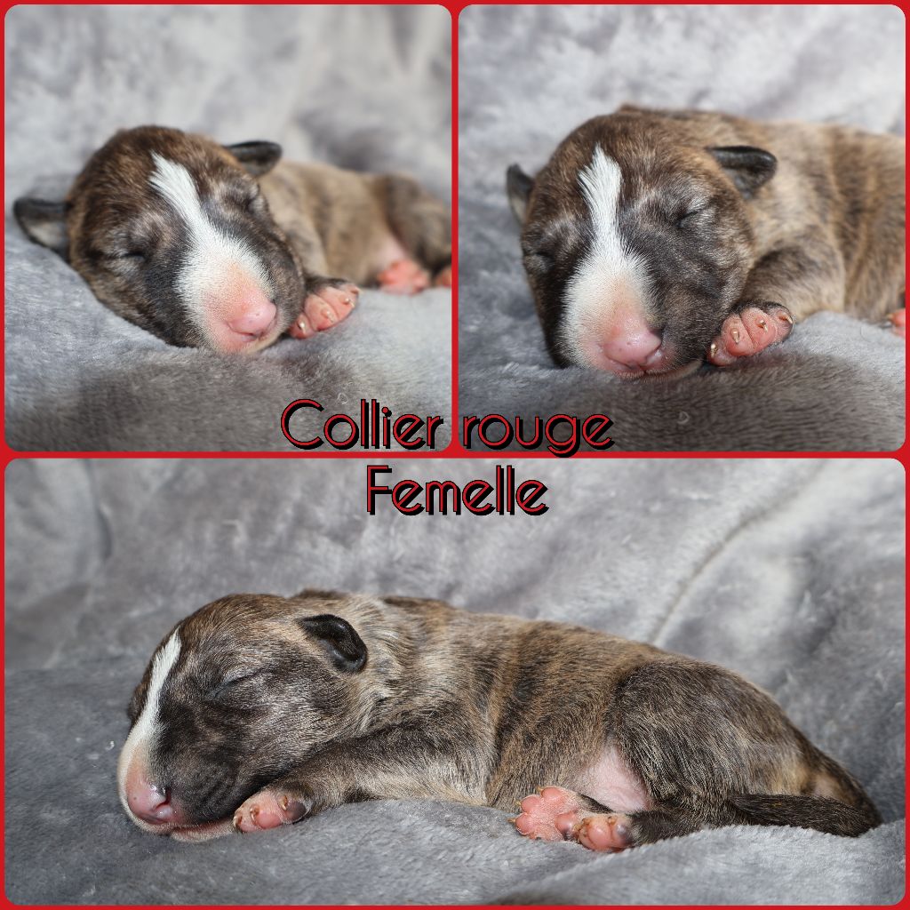 Des Bulls Love Of Life - Chiots disponibles - Bull Terrier