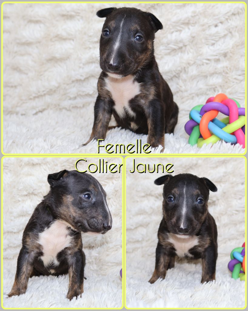 Des Bulls Love Of Life - Chiots disponibles - Bull Terrier