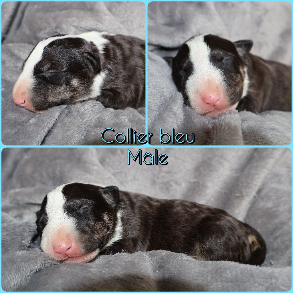 Des Bulls Love Of Life - Chiots disponibles - Bull Terrier