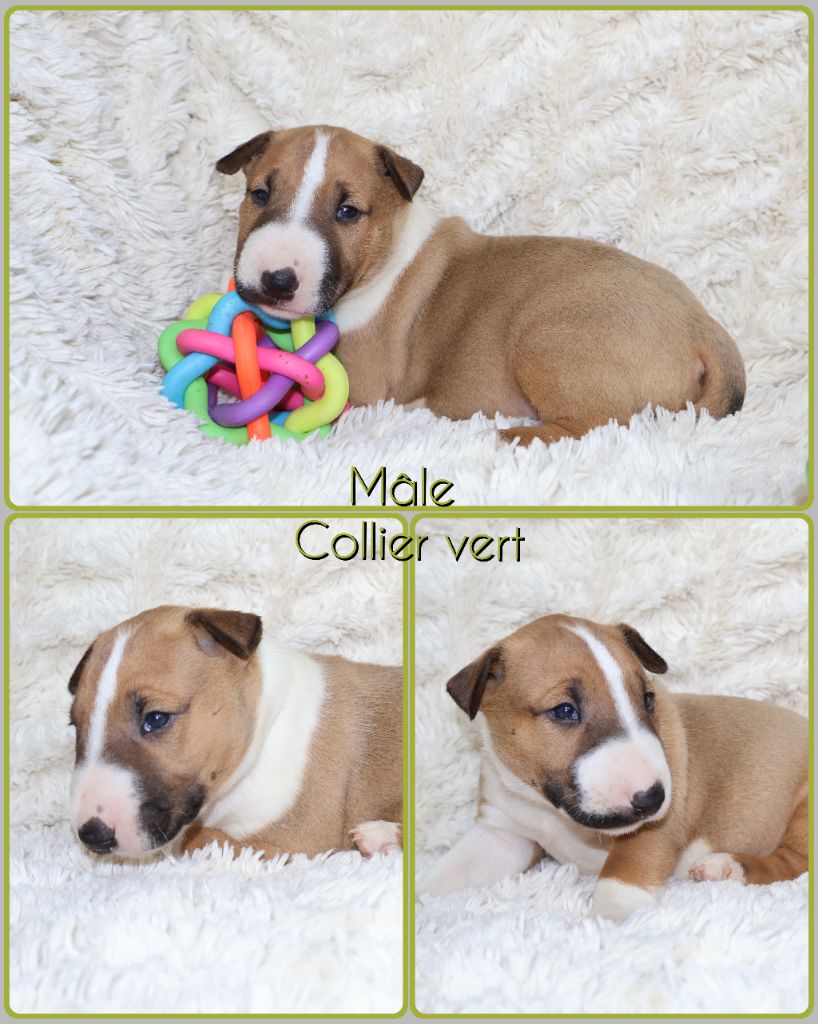 Des Bulls Love Of Life - Chiots disponibles - Bull Terrier