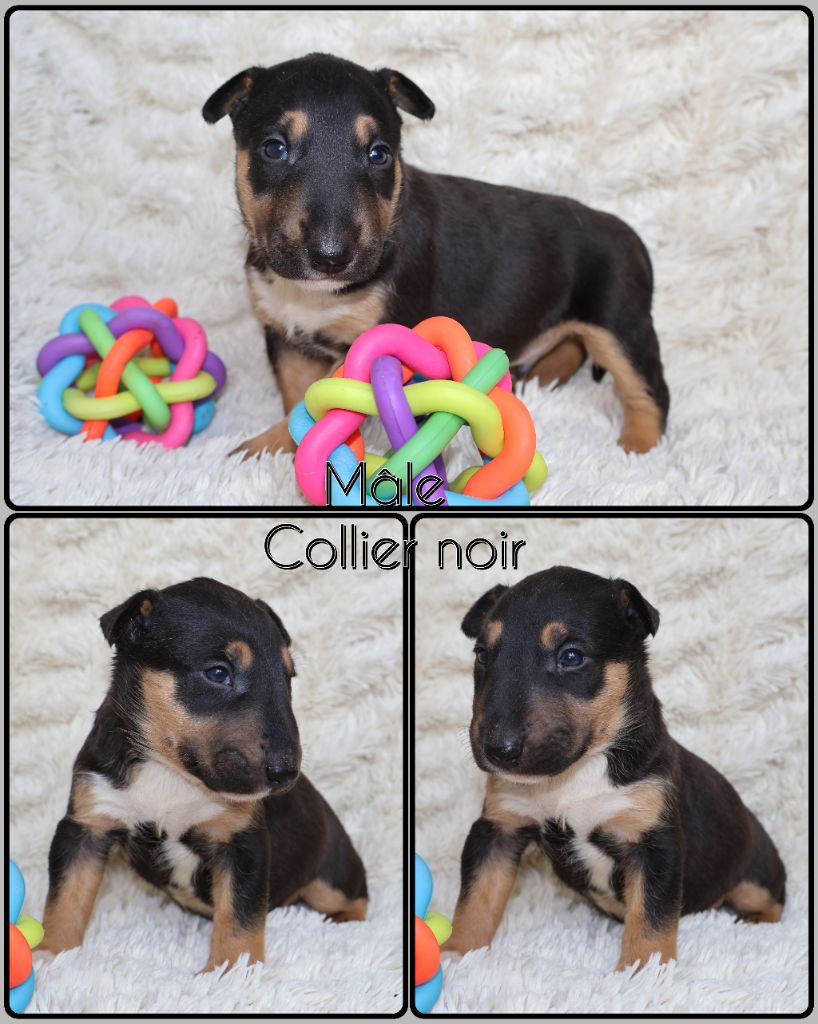 Des Bulls Love Of Life - Chiots disponibles - Bull Terrier