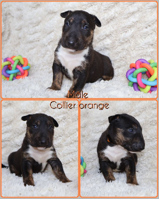 Collier orange 