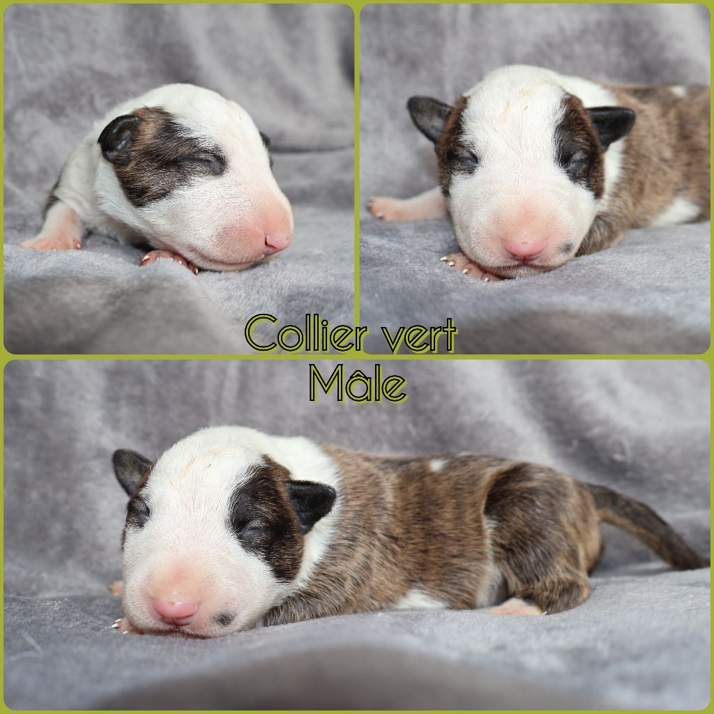 Des Bulls Love Of Life - Chiots disponibles - Bull Terrier