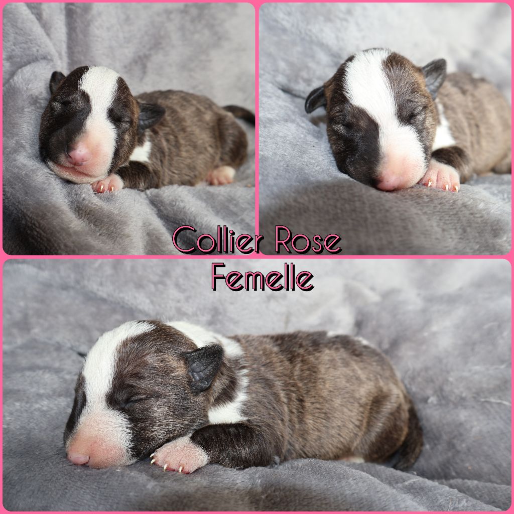 Des Bulls Love Of Life - Chiots disponibles - Bull Terrier