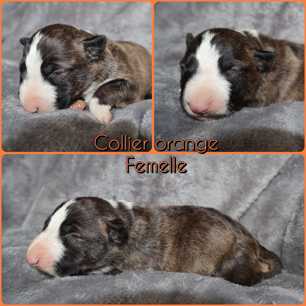 Des Bulls Love Of Life - Chiots disponibles - Bull Terrier