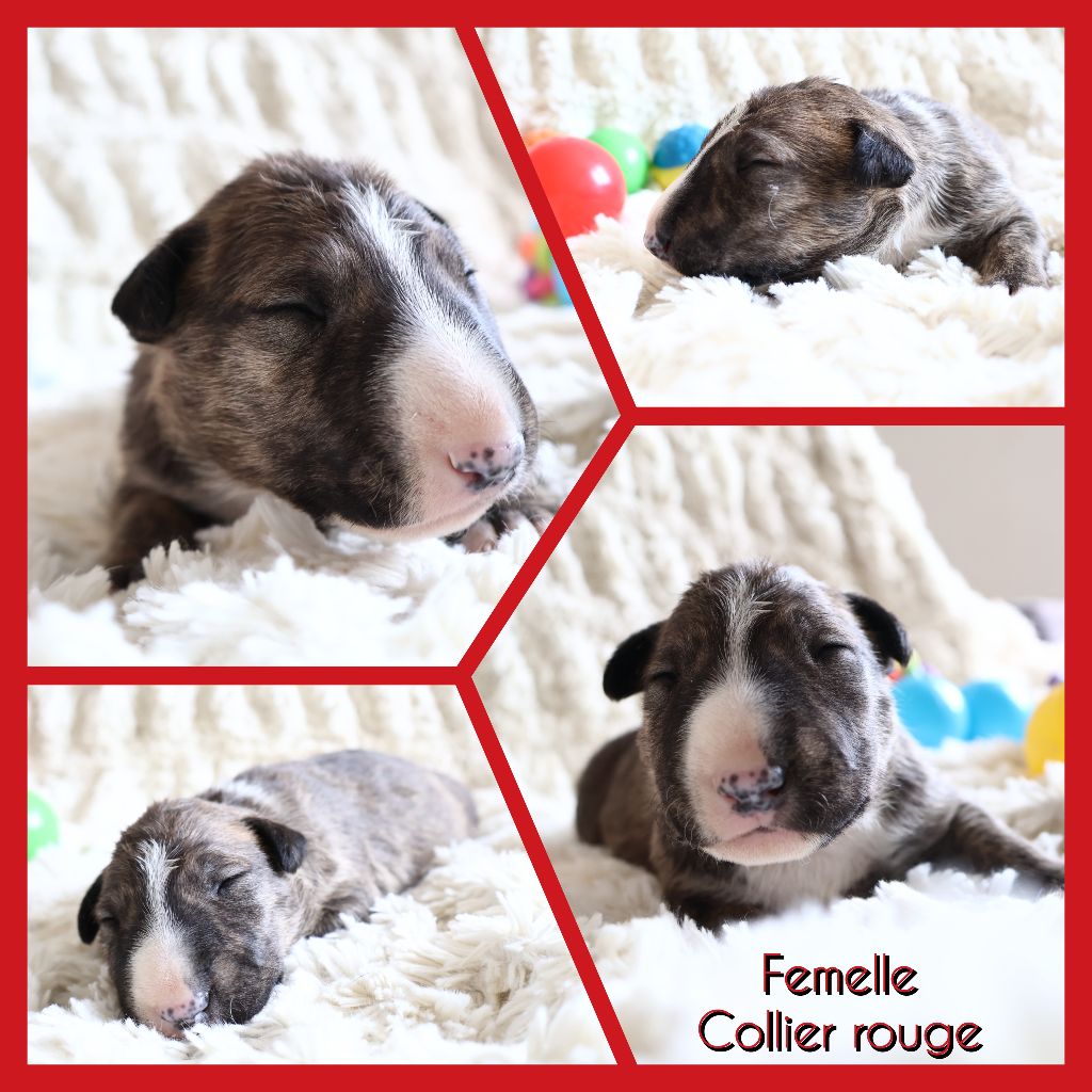 Des Bulls Love Of Life - Chiots disponibles - Bull Terrier