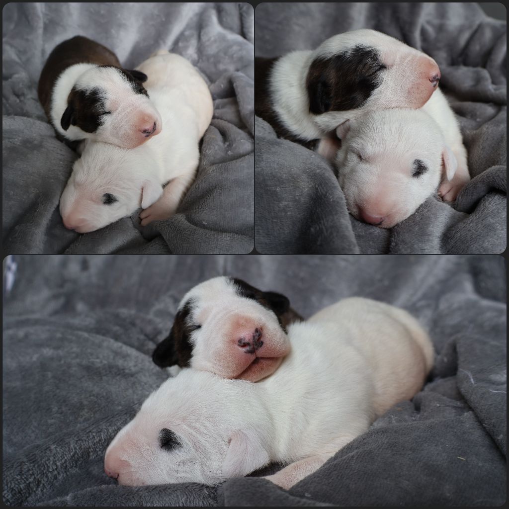 Chiot Bull Terrier Des Bulls Love Of Life