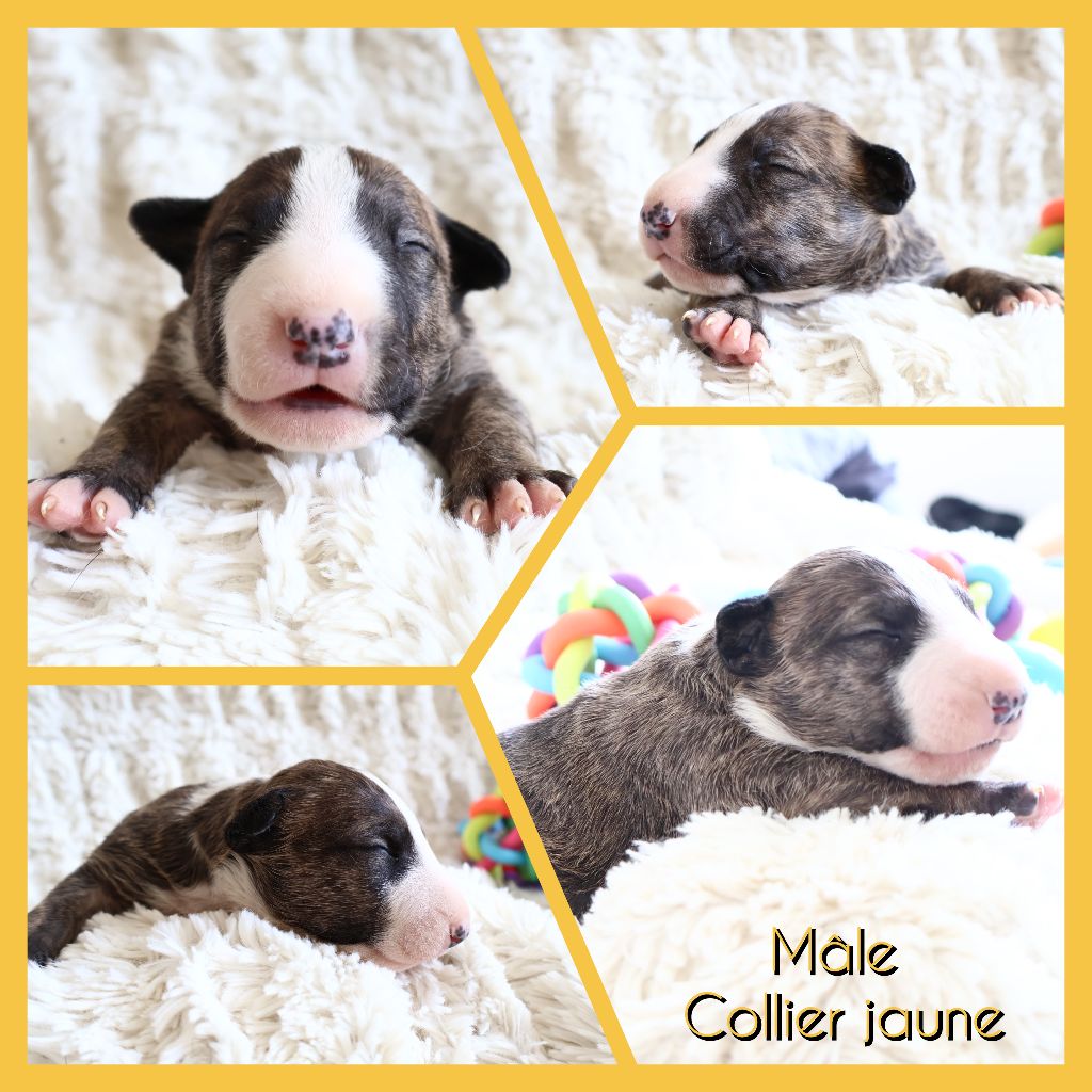 Des Bulls Love Of Life - Chiots disponibles - Bull Terrier
