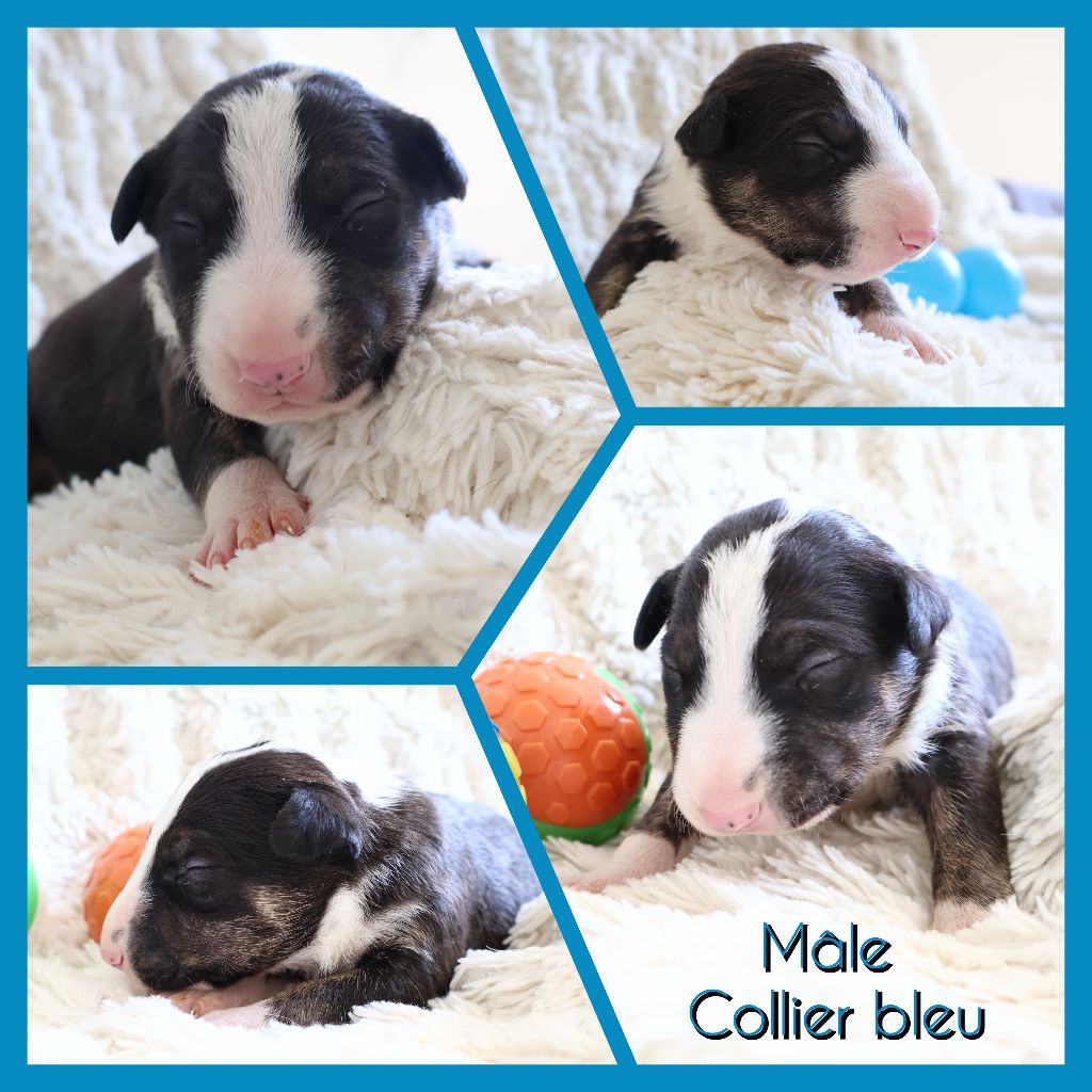 Des Bulls Love Of Life - Chiots disponibles - Bull Terrier