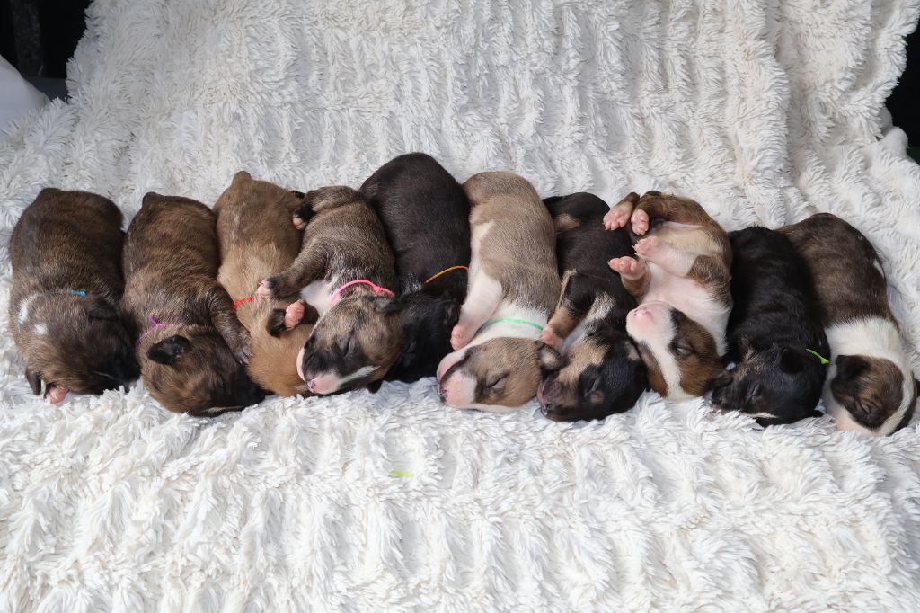 Chiot Bull Terrier Des Bulls Love Of Life
