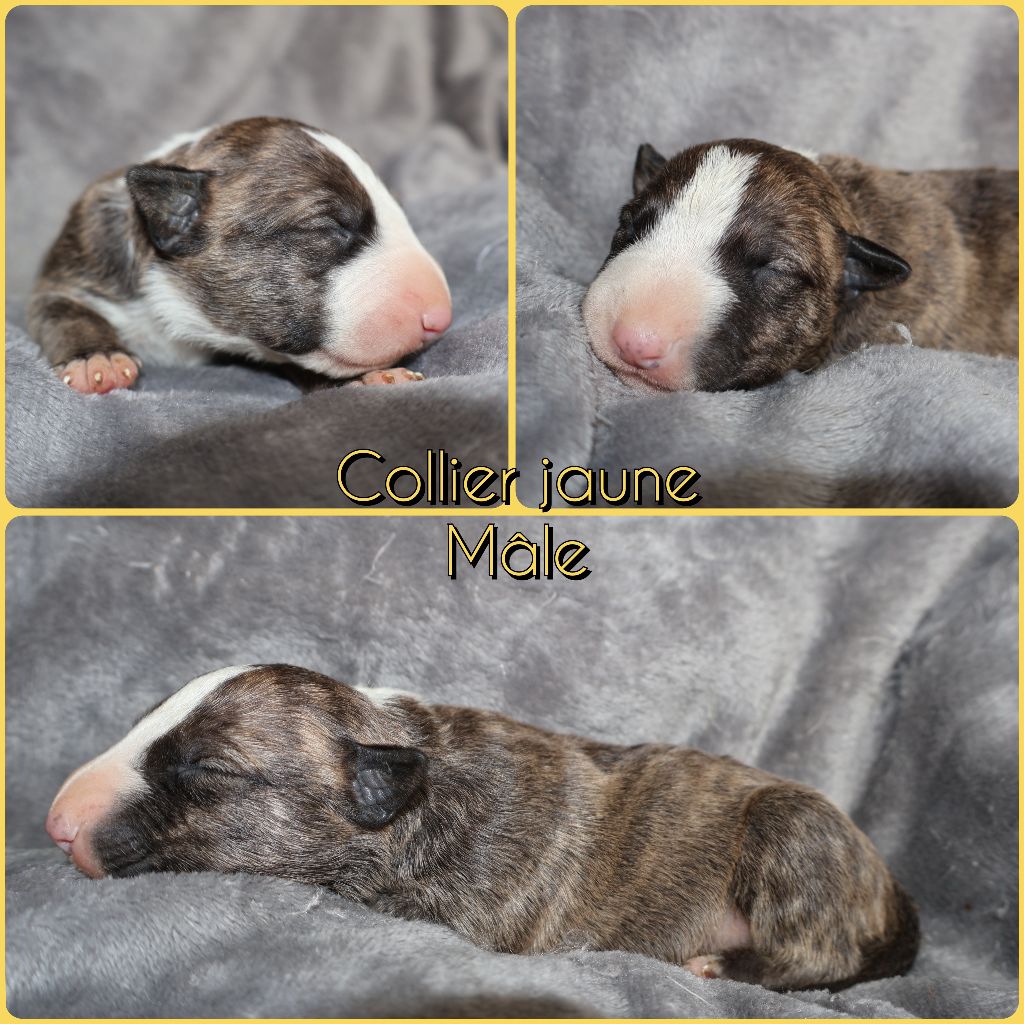 Des Bulls Love Of Life - Chiots disponibles - Bull Terrier