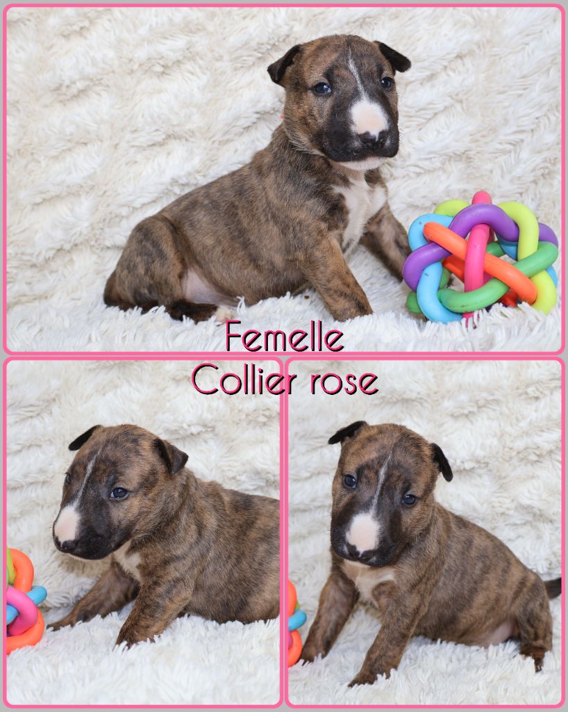 Des Bulls Love Of Life - Chiots disponibles - Bull Terrier