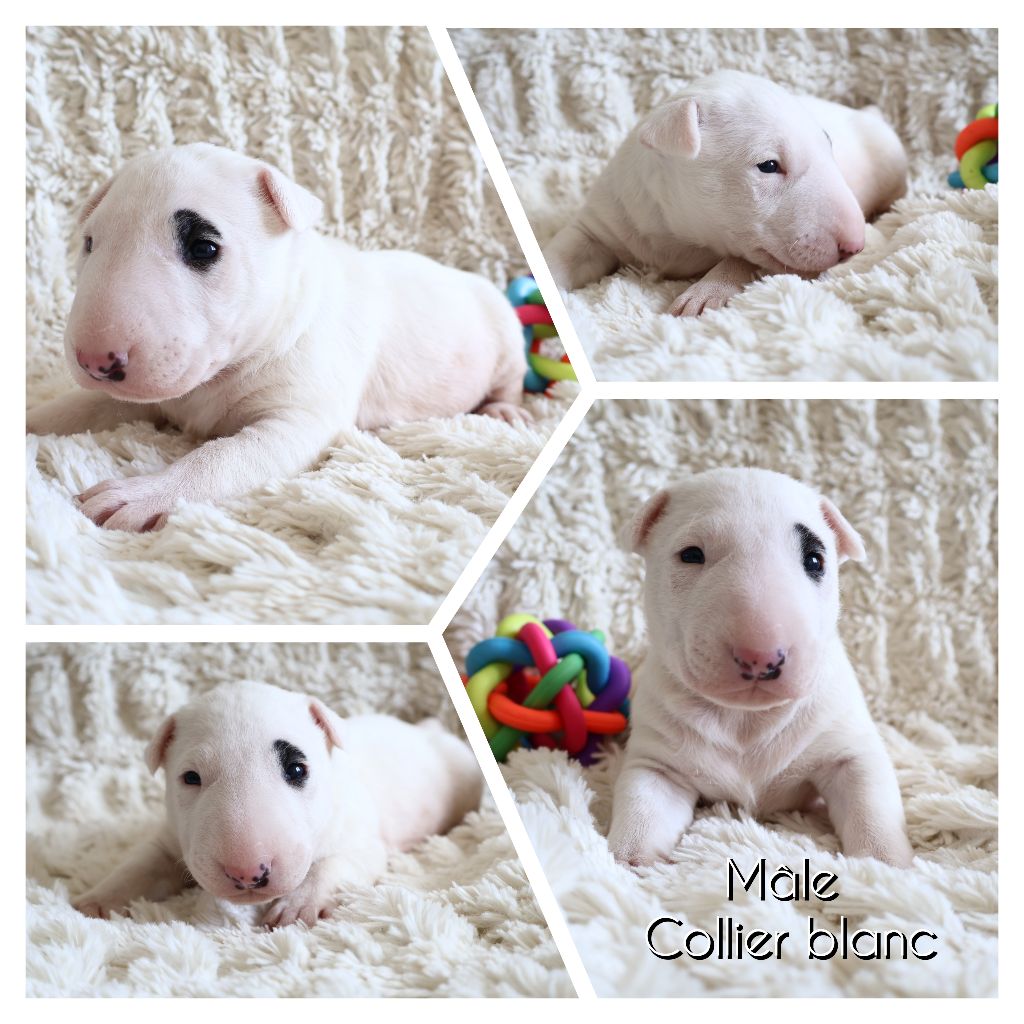 Collier Blanc