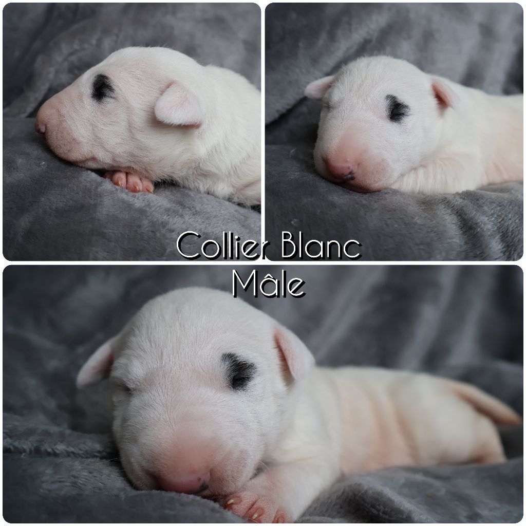Des Bulls Love Of Life - Chiots disponibles - Bull Terrier