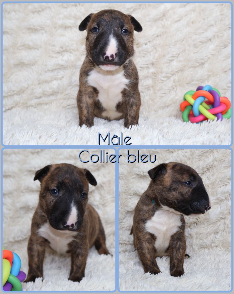 Des Bulls Love Of Life - Chiots disponibles - Bull Terrier